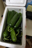 京鮮生 荷蘭水果黃瓜 凈重3斤 單果80g左右 青瓜 健康輕食 源頭直發(fā) 曬單實拍圖