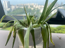 臨雅水培植物蘭花墨蘭帶花苞盆栽客廳辦公室內(nèi)綠植水養(yǎng)四季開花吸甲醛 金邊吊蘭+早安盆 曬單實(shí)拍圖