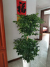 植男植女幸福樹造型綠寶盆栽綠色植物客廳室內(nèi)大型綠植辦公室喬遷源頭直發(fā) 曬單實拍圖