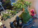 瀚林怡景福建茶盆景山水假山石造型植物室內(nèi)客廳辦公室桌面綠植盆栽擺件 山水盆景-福建茶-木座 曬單實(shí)拍圖