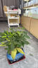 植男植女招財(cái)進(jìn)寶發(fā)財(cái)樹(shù)搖錢樹(shù)綠植盆栽客廳室內(nèi)喬遷開(kāi)業(yè)裝飾擺件源頭直發(fā) 曬單實(shí)拍圖