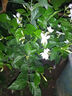 筆尖茉莉獨(dú)桿單瓣茉莉花盆栽虎頭茉莉室內(nèi)植物花苗白色茉莉好養(yǎng) 筆尖茉莉5年苗不含盆 曬單實(shí)拍圖