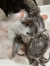 萊清菲日本進口洗發(fā)水控油蓬松止癢無硅油正品去油洗發(fā)露液500ml 【油扁塌用】清爽控油花香洗發(fā)水 曬單實拍圖