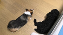 耐吉斯凍干生骨肉狗糧6kg酶解鮮肉成犬幼犬無谷低敏全價犬糧雞肉配方 曬單實拍圖