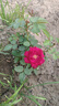 景郁春 JIRYUCUR玫瑰花苗特大花月季花苗綠植陽(yáng)臺(tái)盆栽薔薇花苗紅雙喜源頭直發(fā) 曬單實(shí)拍圖