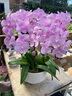Only you【兩小時(shí)達(dá)】蝴蝶蘭帶花苞花劍花盆真花蘭花盆栽開(kāi)業(yè)喬遷佛堂供花 10株混搭（瓷盆隨機(jī)） 曬單實(shí)拍圖