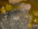 卡拉達(dá) 大香格里拉210天農(nóng)家散養(yǎng)藏土雞(整雞）1.5kg 黃雞走地雞  曬單實(shí)拍圖