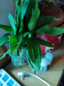 綠有意觀音竹富貴竹水培植物帶根花卉綠植綠蘿室內(nèi)盆栽轉(zhuǎn)運(yùn)竹子水養(yǎng)好養(yǎng) 帶根觀音竹3棵（簡(jiǎn)易杯）+營養(yǎng)液 曬單實(shí)拍圖