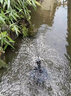 HASE太陽(yáng)能蓄電噴泉自動(dòng)魚(yú)池戶(hù)外魚(yú)缸假山循環(huán)水泵增氧小型蘑菇噴水器 【直驅版】10W太陽(yáng)能?chē)娙?曬單實(shí)拍圖