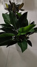 嘆為觀止大型植物發(fā)財樹各種大顆盆栽開業(yè)喬遷客廳辦公室內(nèi)好養(yǎng)大型花卉 金鉆【60-80厘米】 含盆 曬單實(shí)拍圖