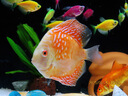 瀚幻七彩神仙魚觀賞魚熱帶魚中小型燕魚財(cái)神紅鴿子紅藍(lán)松石活體淡水魚 套餐1 曬單實(shí)拍圖