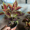 彩葉草盆栽室外花卉好養易活觀(guān)葉庭院花園陽(yáng)臺植物紅葉 花葉草1顆花色備注 曬單實(shí)拍圖