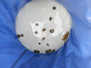 任鳥飛趕海工具套裝抓螃蟹神器挖蛤蜊抽蝦器專業(yè)兒童趕海捕魚器耙子鏟子 曬單實拍圖