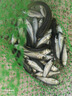 正宗軍魚苗淡水飼養(yǎng)可食用軍魚魚苗草魚苗黃娟魚河鰹魚苗活體魚苗 現(xiàn)捕現(xiàn)發(fā)  軍魚苗一年6-7斤 【爆款】200條+20條#6-8厘米 曬單實(shí)拍圖