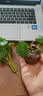 久造  創(chuàng  )意禪意迷你陶瓷小花瓶 粗陶水培花器 茶桌裝飾品銅錢(qián)草家居擺件 小盆栽辦公室桌面裝飾  迷你小陶罐+仿真銅錢(qián)草 曬單實(shí)拍圖
