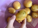 【富硒產區(qū)】恩施小土豆馬鈴薯新鮮高山農家迷你小洋芋【活動】 恩施小土豆兩斤【雞蛋大小，凈重】 曬單實拍圖