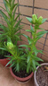 愛你一萬年百合花種球香水百合四季開花好養(yǎng)活花卉植物室內(nèi)外花苗盆栽花種子 混搭自選5個球包活 10-12cm 曬單實拍圖