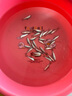 土鯪魚白鰱魚苗活體飼料活魚喂鱖魚喂金龍喂烏龜喂桂花鱸魚活餌魚 飼料魚隨機(jī)發(fā)4-6厘米50條送10% 曬單實(shí)拍圖