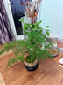 貴秘書【精品】文竹盆栽植物室內(nèi)凈化空氣辦公室綠植花卉盆栽盆景小盆栽 老樁翠綠文竹+紫沙舍得盆+青苔+方底座 曬單實(shí)拍圖