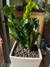 金錢樹盆栽室內(nèi)大盆植物客廳好養(yǎng)辦公室綠植花卉錢串子招財(cái)進(jìn)寶樹 50-60厘米【7-11棵】 基地養(yǎng)殖盆 曬單實(shí)拍圖