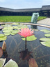 伊芙麗（eifini）伊芙麗寬松飄帶掛脖無袖襯衫上衣女2025夏裝新款百搭休閑上衣女 云舒白 S 曬單實拍圖