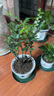 御春閣小葉紫檀樹苗黑骨茶室內(nèi)陽臺盆栽花卉綠植耐寒四季常青微景觀樁形 大號5根一盆30厘米高左右 曬單實(shí)拍圖
