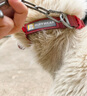 拉夫威爾ruffwear福朗特狗狗項(xiàng)圈狗繩子小型犬柯基狗狗鏈子 峽谷紅 M 曬單實(shí)拍圖