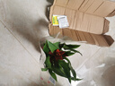 種花迷鴻運(yùn)當(dāng)頭盆栽花卉植物室內(nèi)花客廳鳳梨水培綠植大全 鴻運(yùn)當(dāng)頭【早 鴻運(yùn)當(dāng)頭【簡(jiǎn)易盆】 曬單實(shí)拍圖