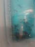 智伴熊 ZIBARBEAR天使魚(yú)小金魚(yú)活魚(yú)七彩魚(yú)燈科魚(yú)孔雀魚(yú)斑馬老虎魚(yú)小型熱帶觀(guān)賞魚(yú)活 特大號4-5cm隨機天使魚(yú)55條 曬單實(shí)拍圖