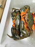 2025三門青蟹鮮活肉蟹母膏蟹大母蟹膏蟹紅鱘猷蠓現(xiàn)捕現(xiàn)發(fā) 大紅母膏蟹兩斤/3-4只 曬單實(shí)拍圖