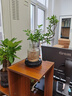 八芽六月雪盆栽水培綠植造型盆景辦公室內(nèi)桌面懶人好養(yǎng)活觀葉植物茶幾 六月雪-波浪瓶-密胺托盤 含盆 曬單實(shí)拍圖