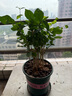 開時果 茉莉花盆栽濃香型 桌面綠植物陽臺花卉樹苗盆景擺件源頭直發(fā)包郵 精品茉莉花5-10株【加侖盆】 曬單實拍圖