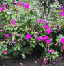 紫茉莉花種籽子四季播種開(kāi)花多年生驅蚊胭脂花室內外庭院陽(yáng)臺花卉 紫茉莉100粒+肥 曬單實(shí)拍圖