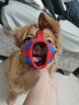 JCZS德國品牌狗狗嘴套防咬亂叫吃口罩小型犬柯基泰迪柴犬狗套狗罩套嘴 紅藍拼接嘴套 S【4-9斤】 曬單實(shí)拍圖