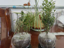 八芽 小葉赤楠盆景擺件室內(nèi)綠植花卉盆栽老樁客廳辦公室桌面好養(yǎng)植物 （【熱銷款】舍得紫砂盆赤楠+苔蘚+底座） 曬單實(shí)拍圖