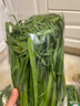 綠源禾心有機(jī)韭菜新鮮現(xiàn)割鮮嫩炒菜燒烤餃子餡農(nóng)場當(dāng)季時(shí)令健康無農(nóng)殘蔬菜 3斤 曬單實(shí)拍圖
