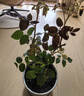艾莎夢露玫瑰花苗切花月季綠植物四季開花朱麗葉藍(lán)色風(fēng)暴大花盆栽 黑巴克中苗（花期帶花苞）40-60cm高 不含盆 曬單實拍圖