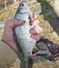 民間藝人成品子線雙鉤手工綁好魚(yú)鉤魚(yú)線金袖伊勢(shì)尼有刺白條鯽鯉釣魚(yú)套裝 曬單實(shí)拍圖