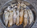 北海灣 鮮剝蟶王肉 鮮活去殼冷凍蟶子肉 新鮮蟶子王竹節(jié)蟶 鮮剝特大蟶王肉 1500g(凈重) 曬單實拍圖