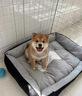 柴犬幼犬寵物狗活體日本柴犬純種幼崽柴狗小狗仔赤柴活物黑柴 寵物級 1 公 曬單實拍圖