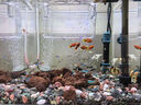 坤寧王金晶超白玻璃魚缸30方缸家用小型裸缸桌面造景溪流缸客廳烏龜缸 曬單實拍圖