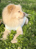 MIKI PAD大狗狗涼涼衣夏天防曬涼感衣服金毛邊牧中大型犬寵物薄款透氣背心 薄荷藍(lán)【經(jīng)典款】涼感防曬 5XL胸圍80cm（參考體重45-55斤） 曬單實(shí)拍圖