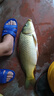 老鬼 魚(yú)餌大野戰經(jīng)典春季湖庫江河池塘野釣鯽魚(yú)鯉草鳊魚(yú)釣魚(yú)專(zhuān)用餌料 【3包裝】大野戰腥版*300g 曬單實(shí)拍圖