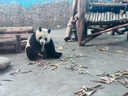 小白熊【優(yōu)惠購(gòu)】ins熊寶寶保溫杯幼兒學(xué)飲直飲兒童水杯保溫吸管奶瓶 【ins熊】小月齡數(shù)顯保溫杯260ml 曬單實(shí)拍圖