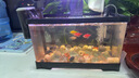 BARBAROUS GROWTH2025新款家用亞克力一體透明觀賞金魚(yú)缸小型客廳桌面塑料溪流造景 中號(hào)【底排缸】 黑色-【高清一體式魚(yú)缸】 曬單實(shí)拍圖