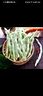 辰實東北白豆角（發(fā)順豐）新鮮蔬菜白不老蕓豆角 白大架豆角 現(xiàn)摘 3斤 曬單實拍圖