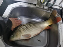 云飛魚500米進(jìn)口魚線主線強(qiáng)拉力大物釣魚線子線海桿專用耐磨尼龍線漁具 新升級(jí)黃金線500米1卷(高檔盒裝) 3號(hào) 曬單實(shí)拍圖