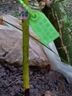 芥圃牛油果樹(shù)苗 官方旗艦 嫁接牛油果苗南方種植哈斯桂墾鱷梨樹(shù)苗帶土 哈斯牛油果苗【帶土帶葉發(fā)貨】 2年苗高度：40-60公分 曬單實(shí)拍圖