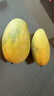 閩域?qū)r金煌芒新鮮現(xiàn)摘現(xiàn)發(fā)應(yīng)季時(shí)令熱帶孕婦新鮮采摘皮薄海南金煌芒 凈重4.5斤【單果250g】 【手工精選】 曬單實(shí)拍圖