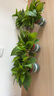 綠蘿盆栽室內(nèi)植物花卉凈化空氣綠植水培垂吊大葉綠蘿新房客廳家用 【整高20cm盆口11】加侖吸水10盆送肥料 曬單實拍圖